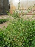 Lepidium ruderale