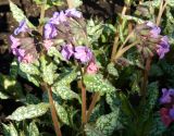 Pulmonaria saccharata