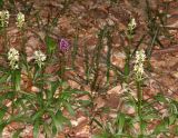 Dactylorhiza подвид georgica