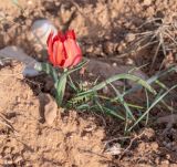 Tulipa agenensis