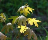 Acer platanoides