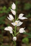 Cephalanthera longifolia. Соцветие. Дагестан, Магарамкентский р-н, окр. с. Хтун-Казмаляр, Самурский лес. 7 мая 2022 г.