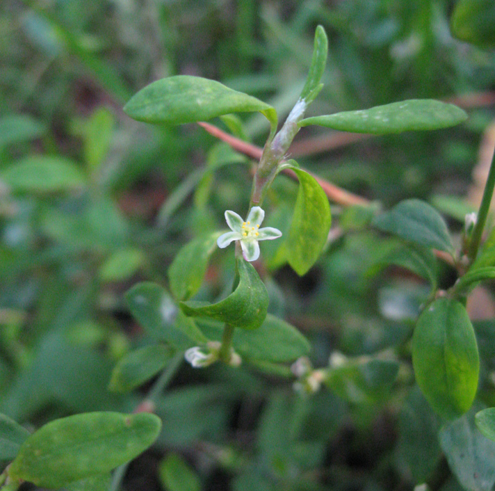 Изображение особи Polygonum neglectum.