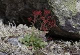 род Saxifraga