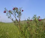 Astragalus cornutus. Цветущее растение. Луганская народная республика, г. Луганск, балка Калмыцкий Яр, днище балки. 13.05.2023.