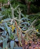 Cylindropuntia imbricata. Плодоносящее растение. Марокко, обл. Марракеш - Сафи, г. Марракеш, в культуре. 31.12.2022.