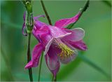 Aquilegia vulgaris