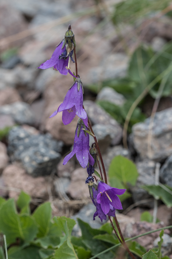 Изображение особи Campanula sarmatica.