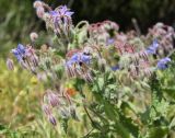 Borago officinalis. Верхушка цветущего растения. Италия, Тоскана, Монте-Арджентарио. 11.04.2011.