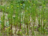 Erysimum cheiranthoides. Цветущие растения. Чувашия, г. Шумерля, берег р. Сура в районе городского пляжа. 26 мая 2011 г.
