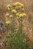 Centaurea salonitana