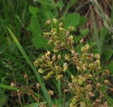 Cardaria draba