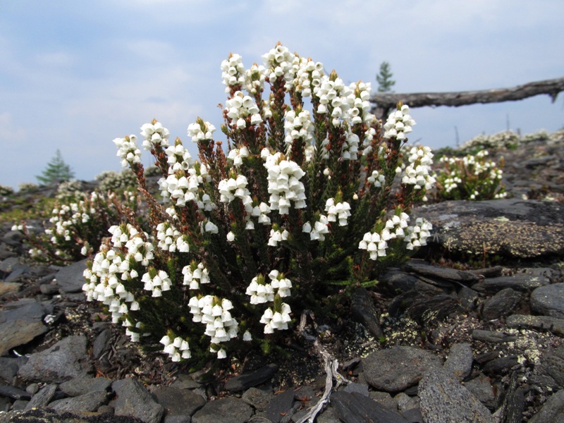 Изображение особи Cassiope tetragona.