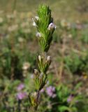 Euphrasia pectinata