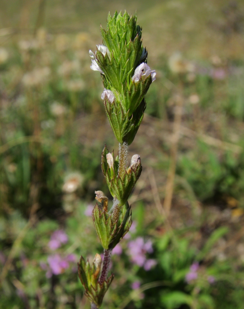 Изображение особи Euphrasia pectinata.