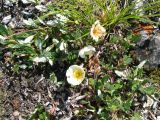 Dryas sumneviczii