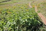 Caucasalia pontica. Цветущие растения. Республика Адыгея, плато Лаго-Наки. 25.07.2012.