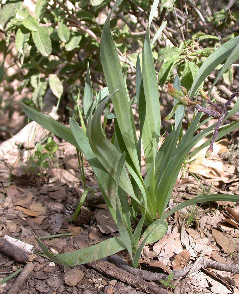 Изображение особи Sternbergia clusiana.
