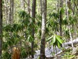 Rhododendron fauriei