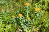 Rhodiola rosea. Плодоносящее растение. Мурманская обл., п-ов Средний, побережье Малой Волоковой губы. 29.07.2011.