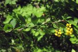 Berberis vulgaris. Ветвь с соцветиями. Горный Крым, буковый лес в окр. с. Соколиное. 5 мая 2013 г.