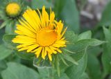 род Inula