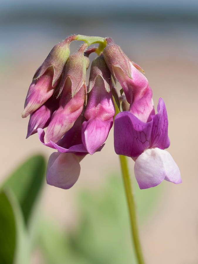 Изображение особи Lathyrus japonicus ssp. maritimus.