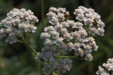 Achillea inundata