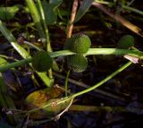 Sagittaria sagittifolia. Плоды. Курская обл., Железногорский р-н, сл. Михайловка, р. Свапа. 14 августа 2007 г.