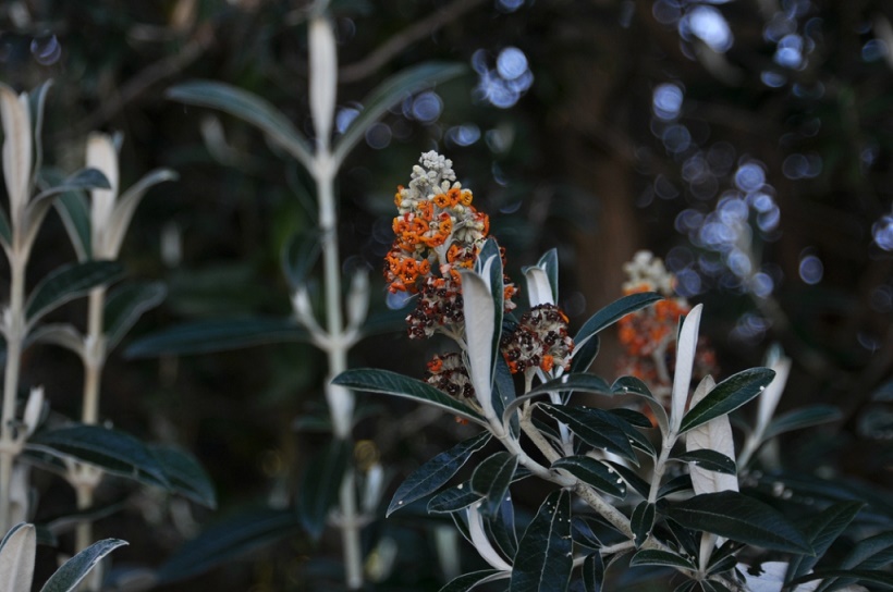 Изображение особи Buddleja coriacea.