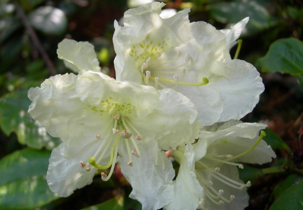 Изображение особи Rhododendron aureum.