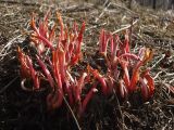 Rumex longifolius