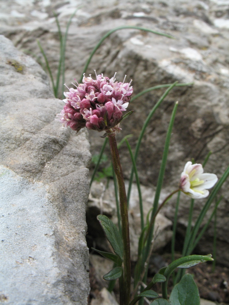 Image of Valeriana fedtschenkoi specimen.