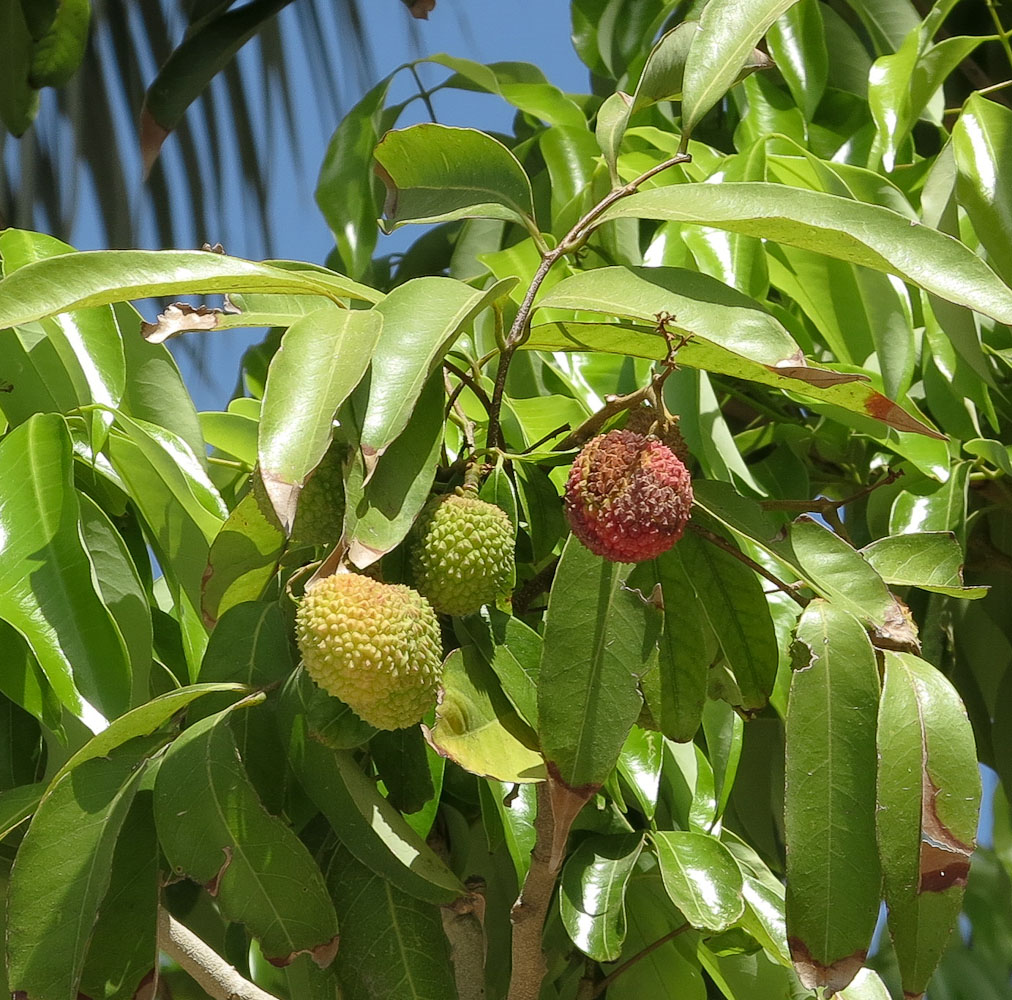 Image of Litchi chinensis specimen.