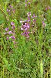 Polygala wolfgangiana. Цветущие растения. Хакасия, окр. с. Таштып. Начало августа 2009 г.