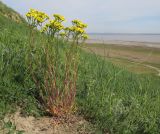 Senecio vernalis