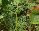 Artemisia abrotanum. Средняя часть побега. Восточный Казахстан, Уланский р-н, окр. с. Украинка. 22.07.2014.