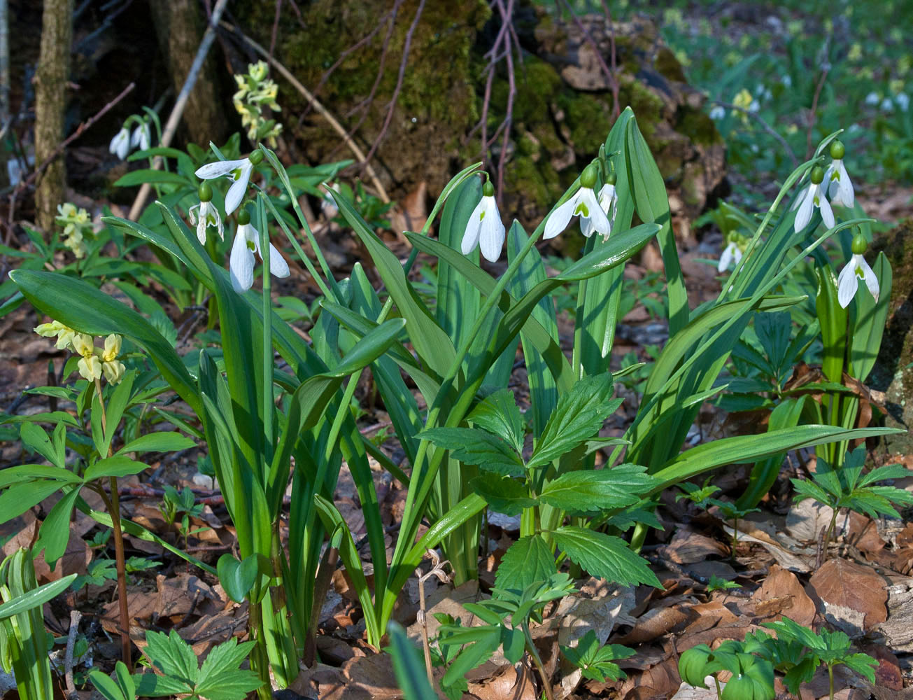 Изображение особи Galanthus plicatus.