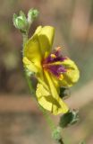 Verbascum sinuatum. Цветок. Узбекистан, г. Ташкент, Ботанический сад им. Ф.Н. Русанова. 01.09.2016.