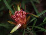 Lambertia formosa. Соцветие. Австралия, Новый Южный Уэльс, национальный парк \"Blue Mountains\" (\"Голубые Горы\"), эвкалиптовый лес. 04.04.2009.