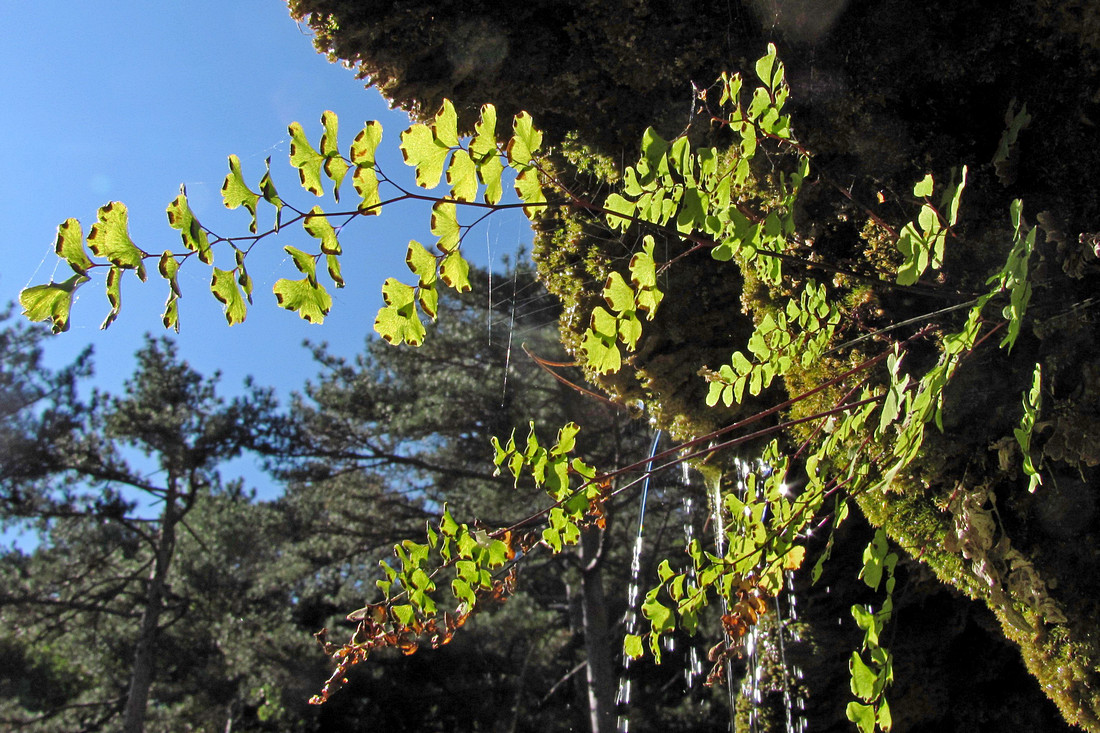 Image of Adiantum capillus-veneris specimen.