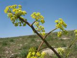 Ferula pallida