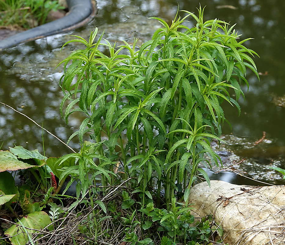 Изображение особи Veronica longifolia.