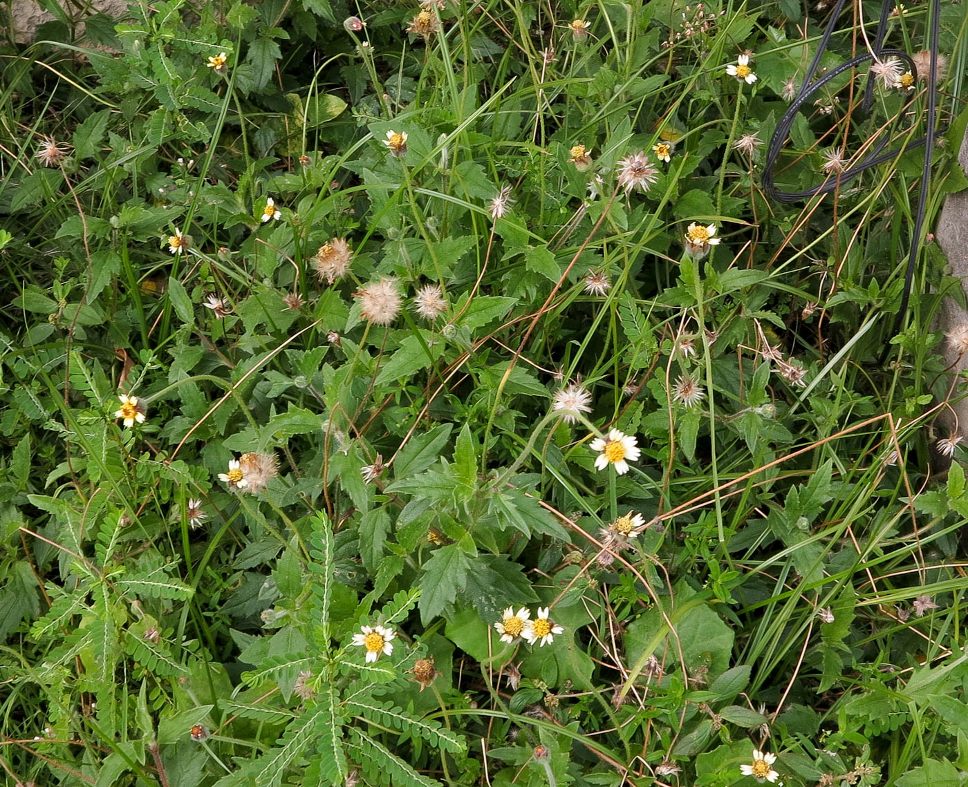 Изображение особи Tridax procumbens.