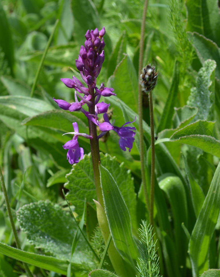 Изображение особи Orchis mascula.