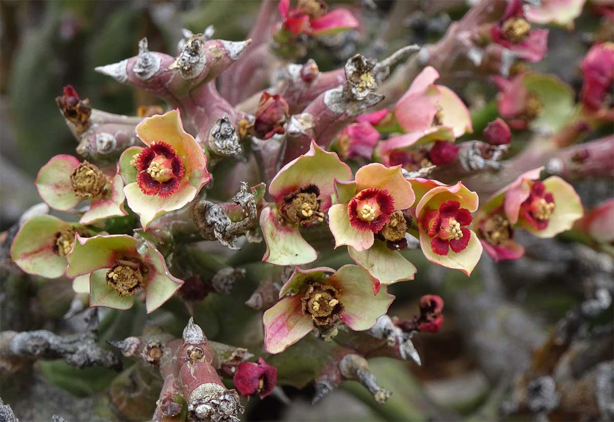Изображение особи Euphorbia hamata.