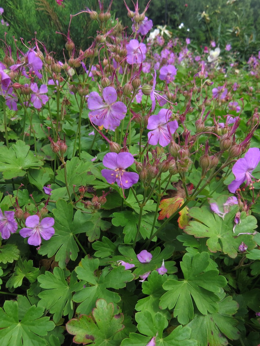 Image of Geranium &times; cantabrigiense specimen.