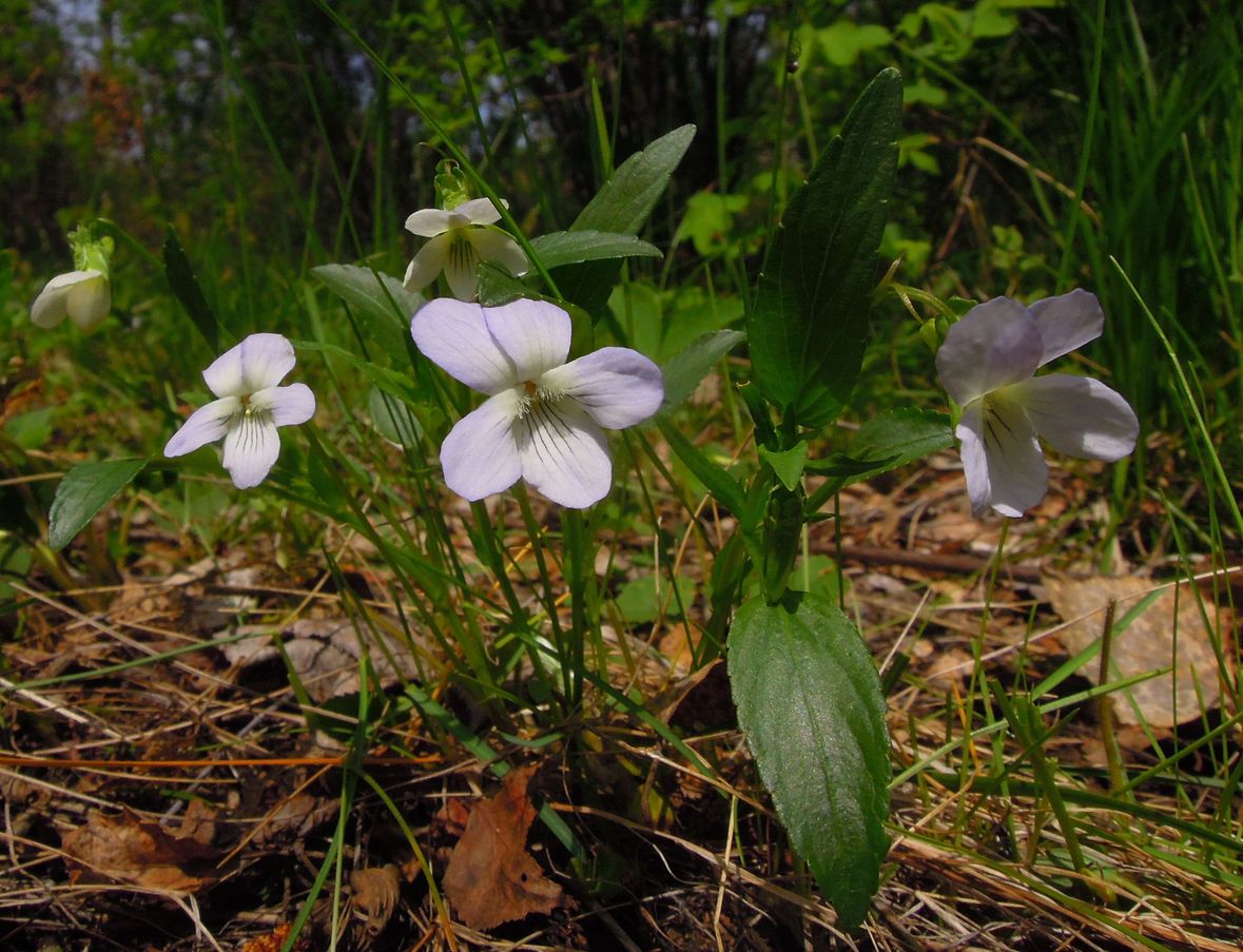 Image of Viola pumila specimen.