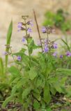 Salvia officinalis. Цветущее растение. Краснодарский край, Черноморское побережье Кавказа, г. Новороссийск, в культуре. 21 мая 2017 г.