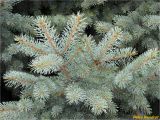 Picea pungens f. glauca